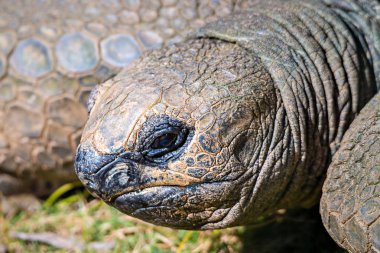 Aldabra dev kaplumbağa Dipsochelys dussumieri portre