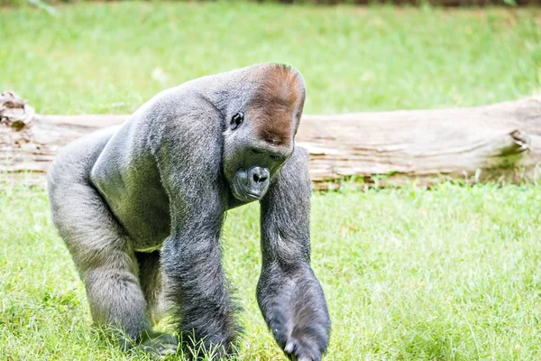 Silberrücken-Gorilla sieht wachsam und bedrohlich gegen eine natürliche — Stockfoto