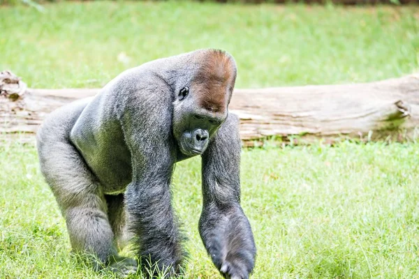 Argent dos gorille regardant alerte et menaçant contre un naturel — Photo