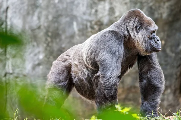 查看警报和威胁对自然的银背大猩猩 — 图库照片
