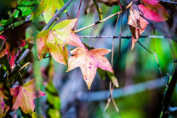 Höstfärg byta blad på en trädgren — Stockfoto