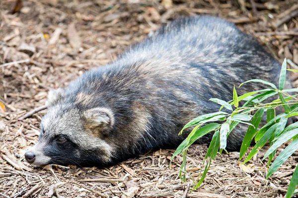 Cute racoon dog on ground at zoo — Stock Photo, Image
