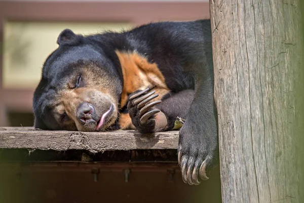 Malaya güneş ayı veya bearsleeping tatlım — Stok fotoğraf