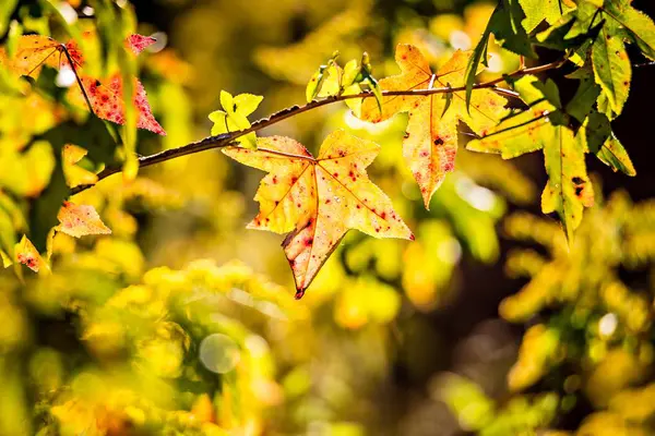 木の枝に紅葉の秋の色 — ストック写真