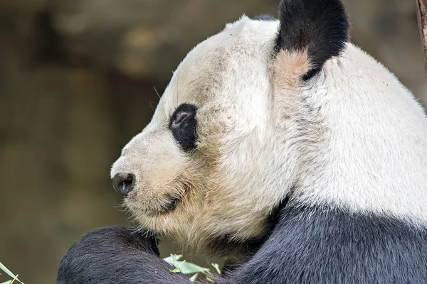 Dev panda yeşil bambu yemek — Stok fotoğraf