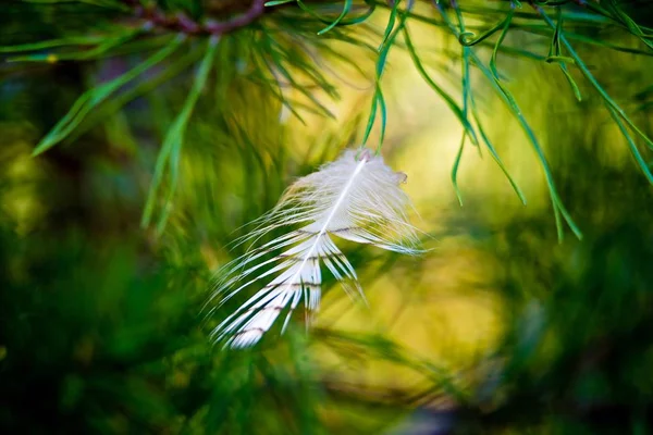 Rama de pino picea con plumas atrapadas — Foto de Stock