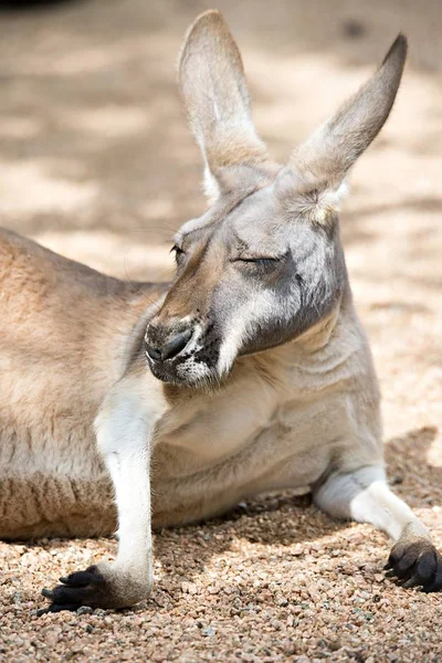Güneş toprağa üzerinde rahatlatıcı kanguru — Stok fotoğraf