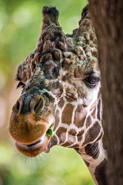 Жираф питается зелеными листьями салата — стоковое фото