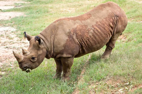 Nosorožci se těší na zelené travnaté louce — Stock fotografie