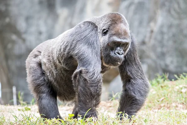 Argent dos gorille regardant alerte et menaçant contre un naturel — Photo