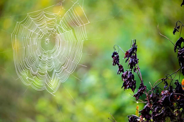 The spider web (cobweb) closeup background. — Stock Photo, Image