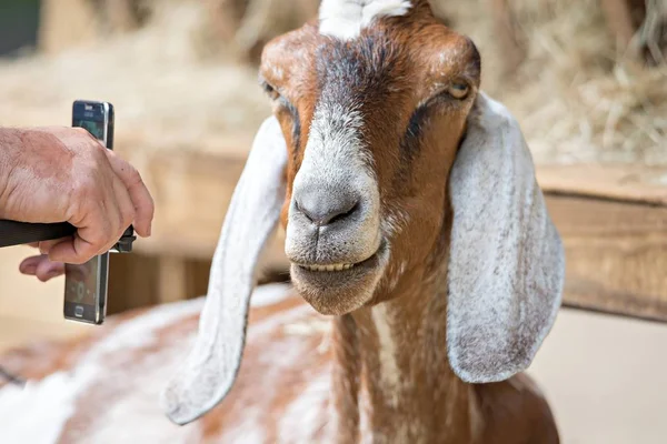 Kozy vystupují na farmě země — Stock fotografie