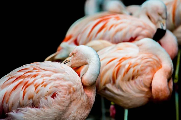 Pájaro flamenco rosado bañándose al sol — Foto de Stock