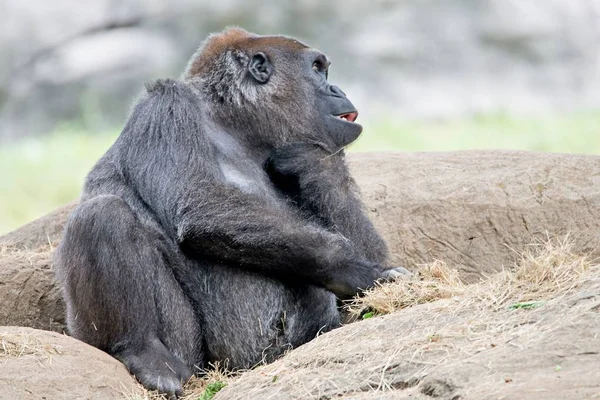 坐在岩石思维的大猩猩 — 图库照片