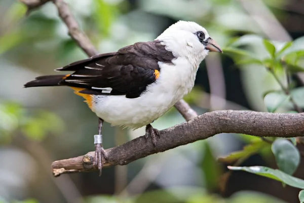 Невідомий білий птах на гілці дерева — стокове фото