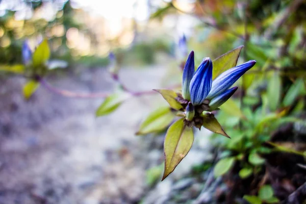 İz hiking üzerinde bir şişe centiyana çiçek yakın çekim — Stok fotoğraf