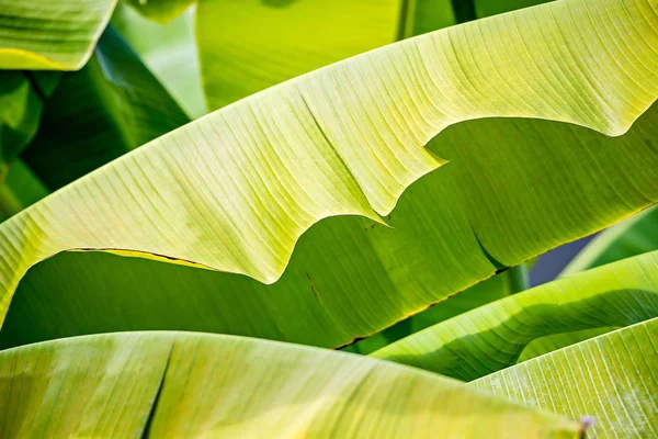 Banaanbladeren close-up buiten op een zonnige dag — Stockfoto