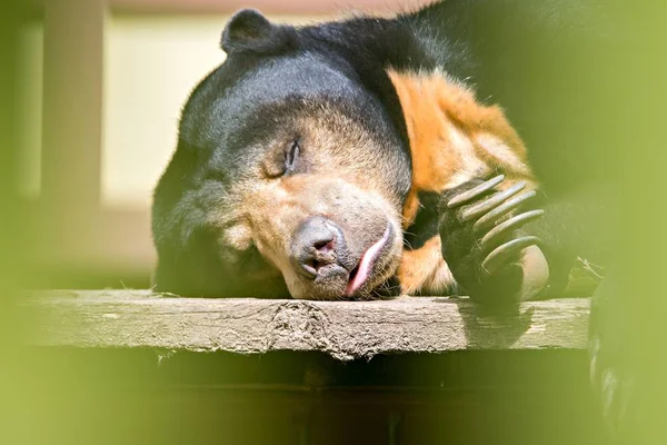 Ours soleil malayen ou ours miel dormant — Photo