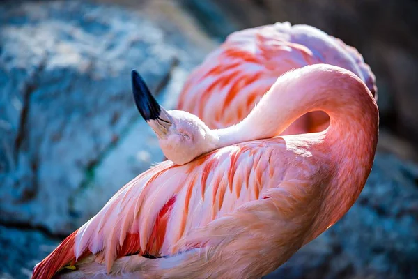 Pink flamingo bird bathing in the sun — Stock Photo, Image