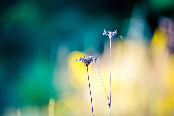 Abstrakt närbild foto av torr blomma med intressant konsistens en — Stockfoto