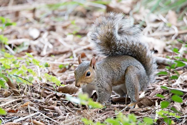 Omnivorous rodent squirrel on ground — Stock Photo, Image