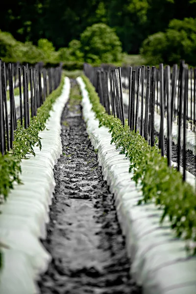 Pole farmy truskawek w słoneczny dzień — Zdjęcie stockowe