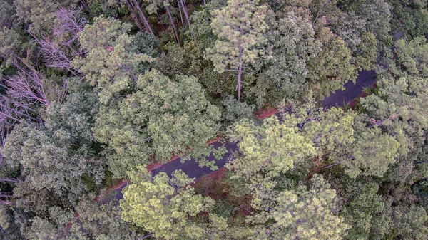 Hermosa foto panorámica sobre las copas del espeso bosque de árboles. Ae. — Foto de Stock