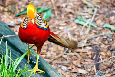 Altın sülün Çin sülün Chrysolophus pictus
