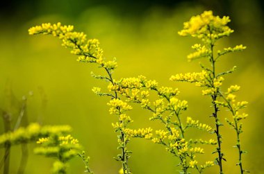 Orman çayır makro image sığ dep ile yeşil yabani ot