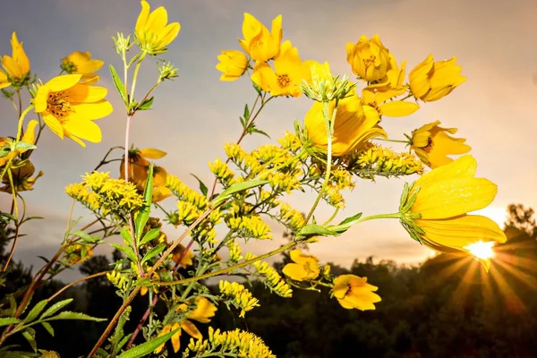 Flores amarelas em jarra de aço branco ao nascer do sol — Fotografia de Stock