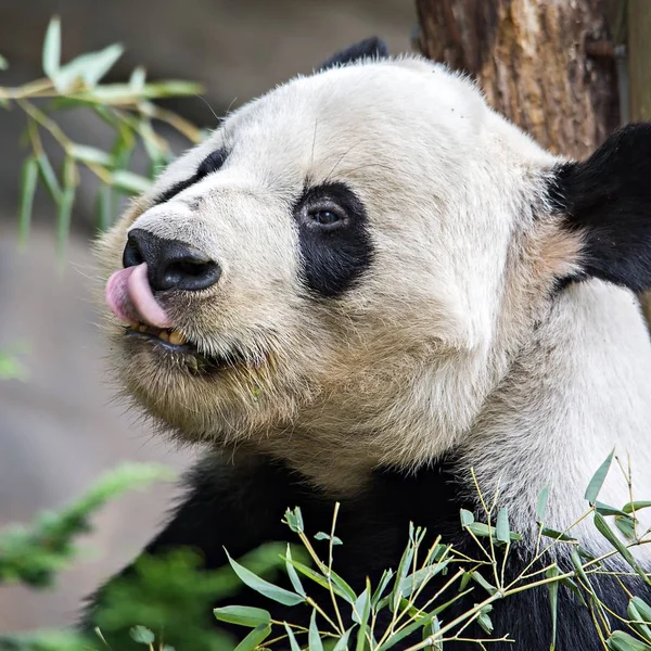 Dev panda yeşil bambu yemek — Stok fotoğraf
