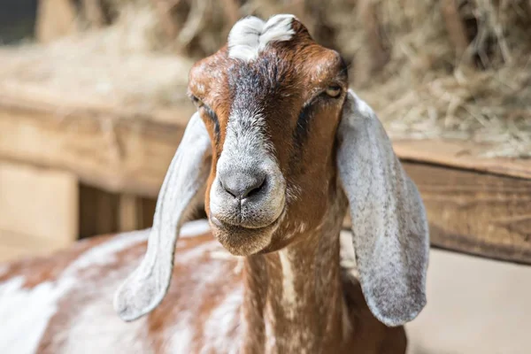 Kozy vystupují na farmě země — Stock fotografie