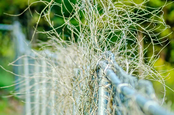 Suchych roślin winorośli niszcząc chainlink ogrodzenia — Zdjęcie stockowe