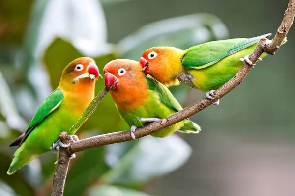 Die Sonne zaubert Papageienvögel auf den Barsch. Paar farbenfrohe Su — Stockfoto