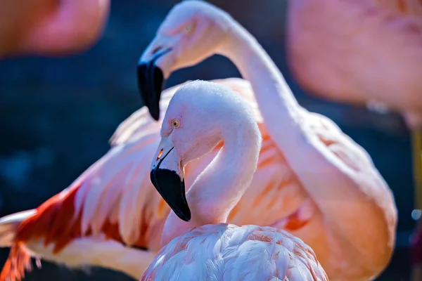 Rózsaszín flamingó madár, fürdés a nap — Stock Fotó