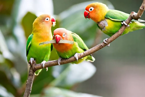 Colorido loro amarillo Sun Conure (Aratinga solstitialis) standi — Foto de Stock