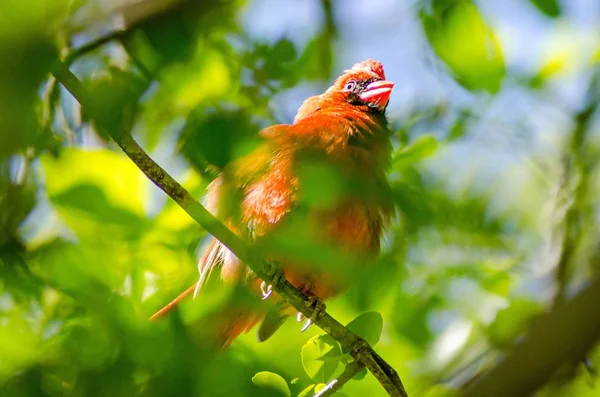 Mężczyzna bi Northern Cardinal (Cardinalis cardinalis) north carolina — Zdjęcie stockowe