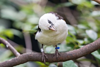 ağaç dalı bilinmeyen beyaz kuş
