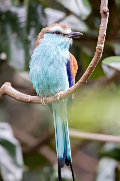 Schlägerschwanzwalze (coracias spatulatus) hockt auf Ast — Stockfoto