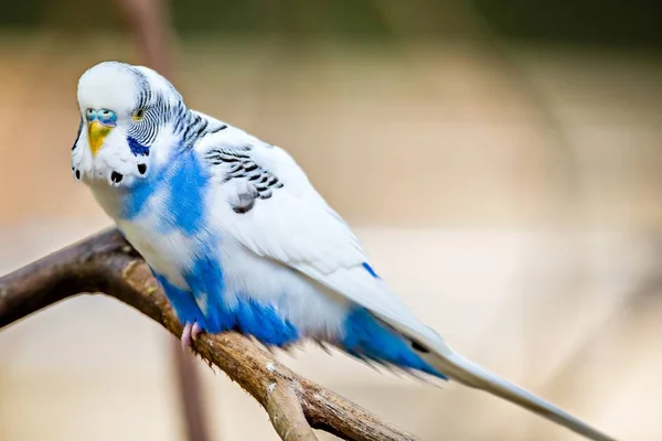 Budgerigar parakeet siedzi na gałęzi drzewa — Zdjęcie stockowe