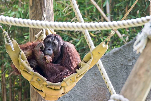 Самка орангутанга с детёнышем в родной среде обитания — стоковое фото