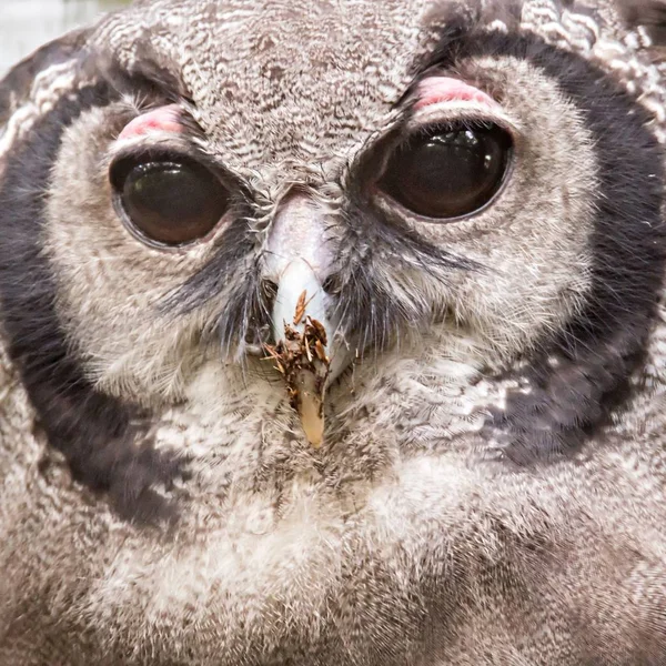 Bubo lacteus, also known as Giant or Milky Eagle Owl — Stock Photo, Image