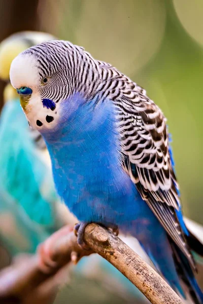 Budgerigar Parakeet sitting on a tree branch — Stock Photo, Image