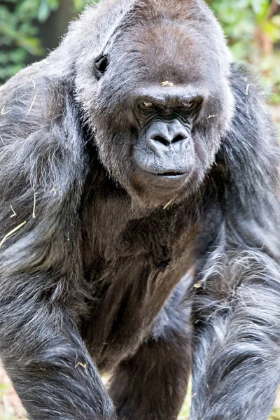 Silberrücken-Gorilla sieht wachsam und bedrohlich gegen eine natürliche — Stockfoto
