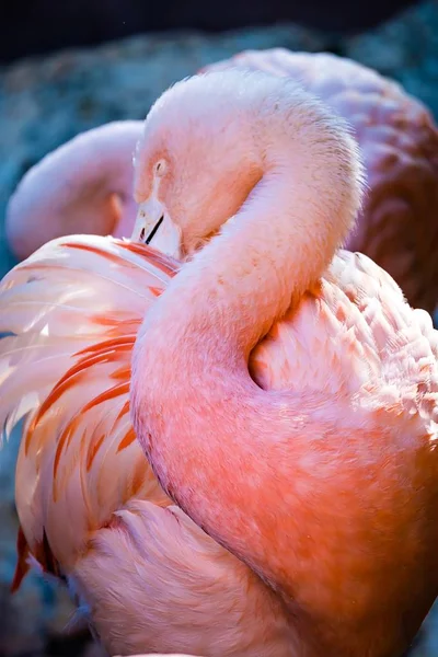 Roze flamingo vogel badend in de zon — Stockfoto