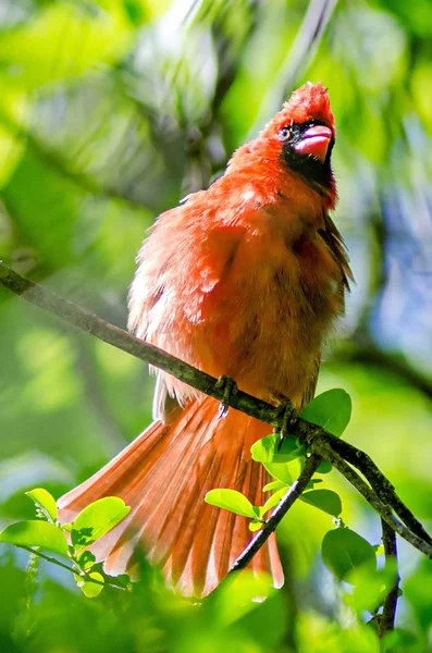 Férfi Észak bíboros (Cardinalis cardinalis) Észak-Karolinában bi — Stock Fotó