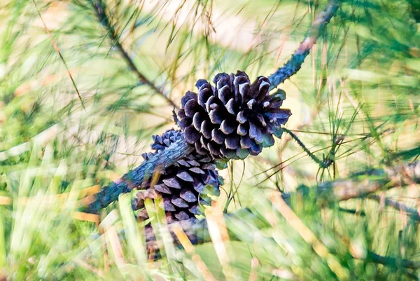 Vista de cerca del cono de pino de cedro en el árbol el tipo más común — Foto de Stock