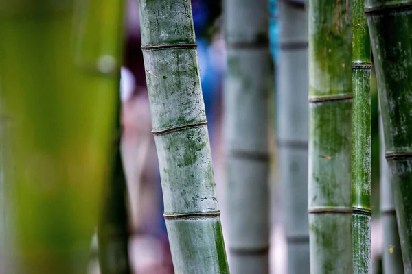 Bosque de bambú verde salvaje mirando hacia arriba — Foto de Stock