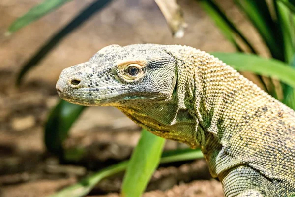 Retrato de lagarto de dragão em um zoológico — Fotografia de Stock