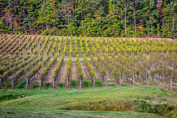 Plan horizontal du vignoble centraméricain dans la montagne foo — Photo